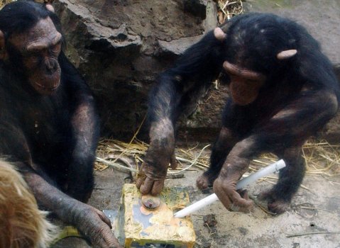Chimpanzees at Edinburgh Zoo work on one of the tool-using problems (credit: Lewis Haughton)
